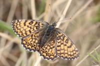 Melitaea cinxia