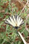 Iphiclides podalirius