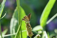 Cacyreus marshalli