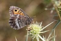 Arethusana arethusa ganda