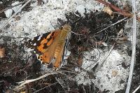 Vanessa cardui