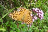 Argynnis paphia