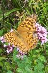 Argynnis paphia