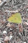 Colias crocea