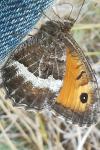 Arethusana arethusa