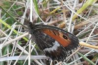 Arethusana arethusa