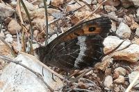 Arethusana arethusa