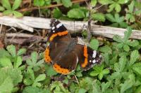 Vanessa atalanta