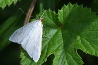 Sitochroa palealis