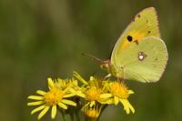 Colias crocea