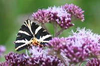 Euplagia quadripunctaria