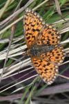 Boloria dia