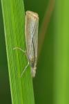 Agriphila straminella