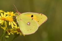 Colias crocea
