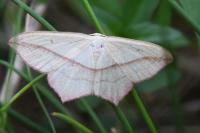 Timandra comae
