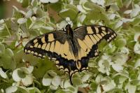 Papilio machaon