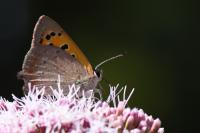 Lycaena phlaeas