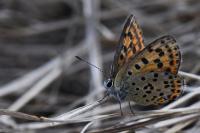 Lycaena tityrus