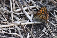 Lycaena tityrus