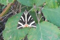 Euplagia quadripunctaria