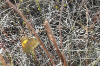 Colias crocea