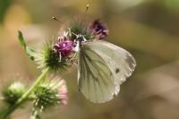 Pieris napi