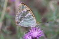 Argynnis paphia