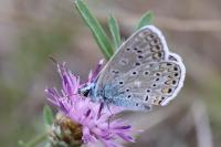 Polyommatus icarus