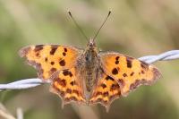 Polygonia c-album