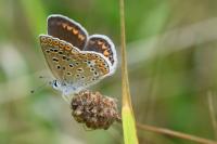 Polyommatus icarus