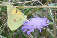 Colias crocea