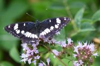 Limenitis reducta