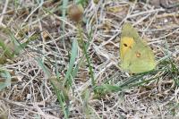 Colias crocea