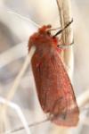 Phragmatobia fuliginosa
