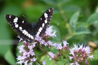 Limenitis reducta