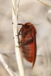Phragmatobia fuliginosa