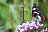 Limenitis reducta