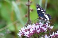 Limenitis reducta