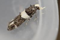 Recurvaria leucatella