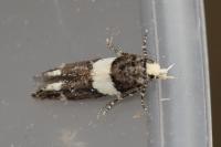Recurvaria leucatella