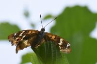 Apatura ilia
