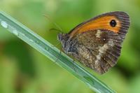 Pyronia tithonus