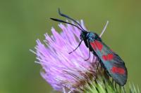 Zygaena filipendulae
