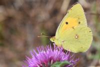 Colias crocea