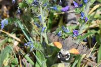 Macroglossum stellatarum