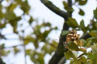 Apatura ilia