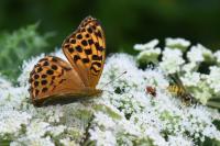Argynnis paphia