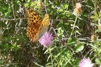 Argynnis paphia
