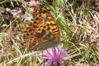 Argynnis paphia