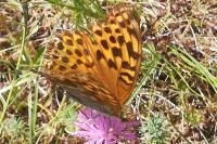 Argynnis paphia